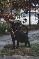 Lionel ROBERTIN - LIONELITO PICS